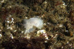 صورة Goniodoris nodosa (Montagu 1808)