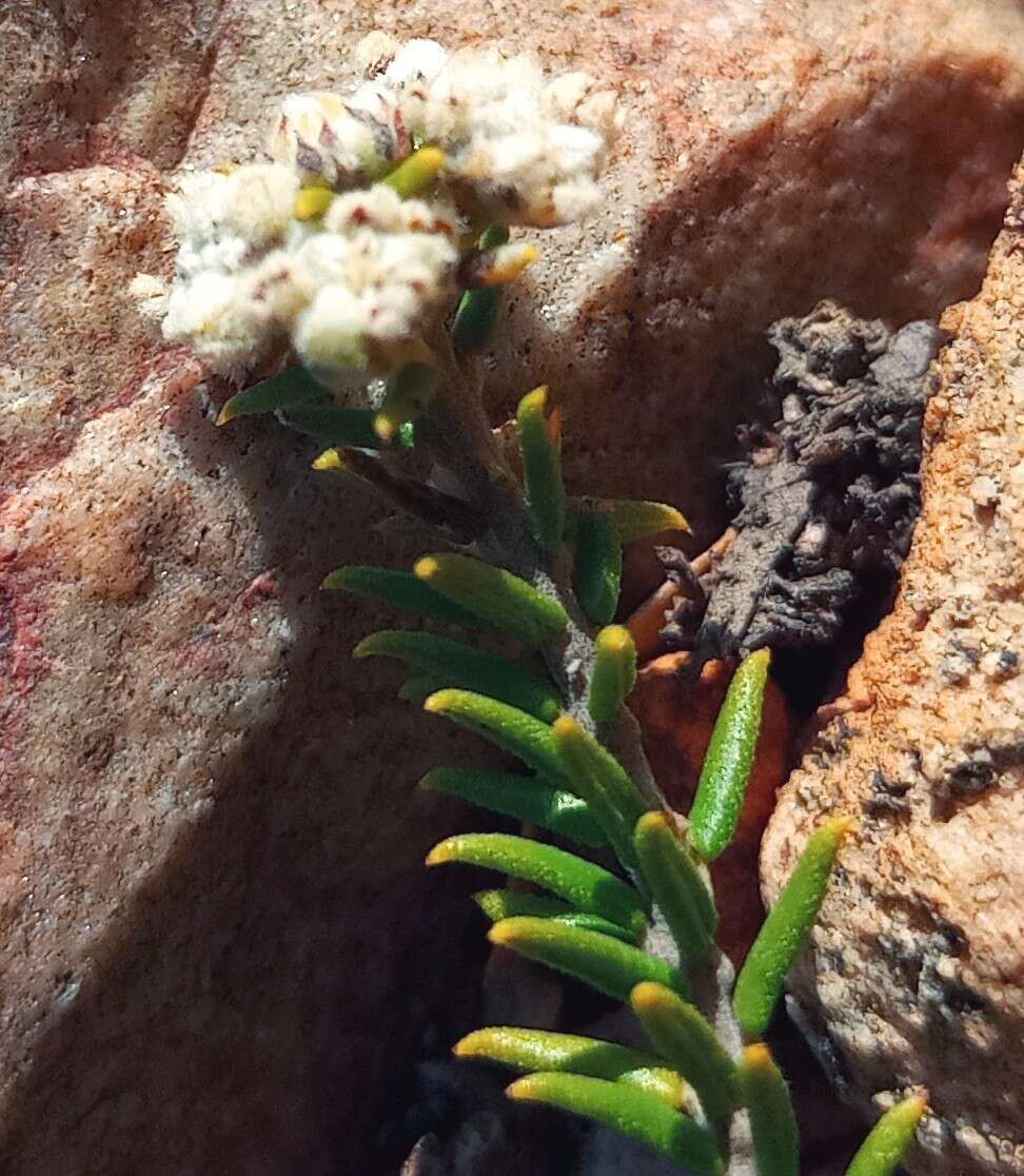 Image of Phylica rogersii Pillans