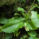 Image of Platanthera florentii Franch. & Sav.