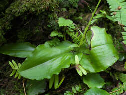 Image of Platanthera florentii Franch. & Sav.