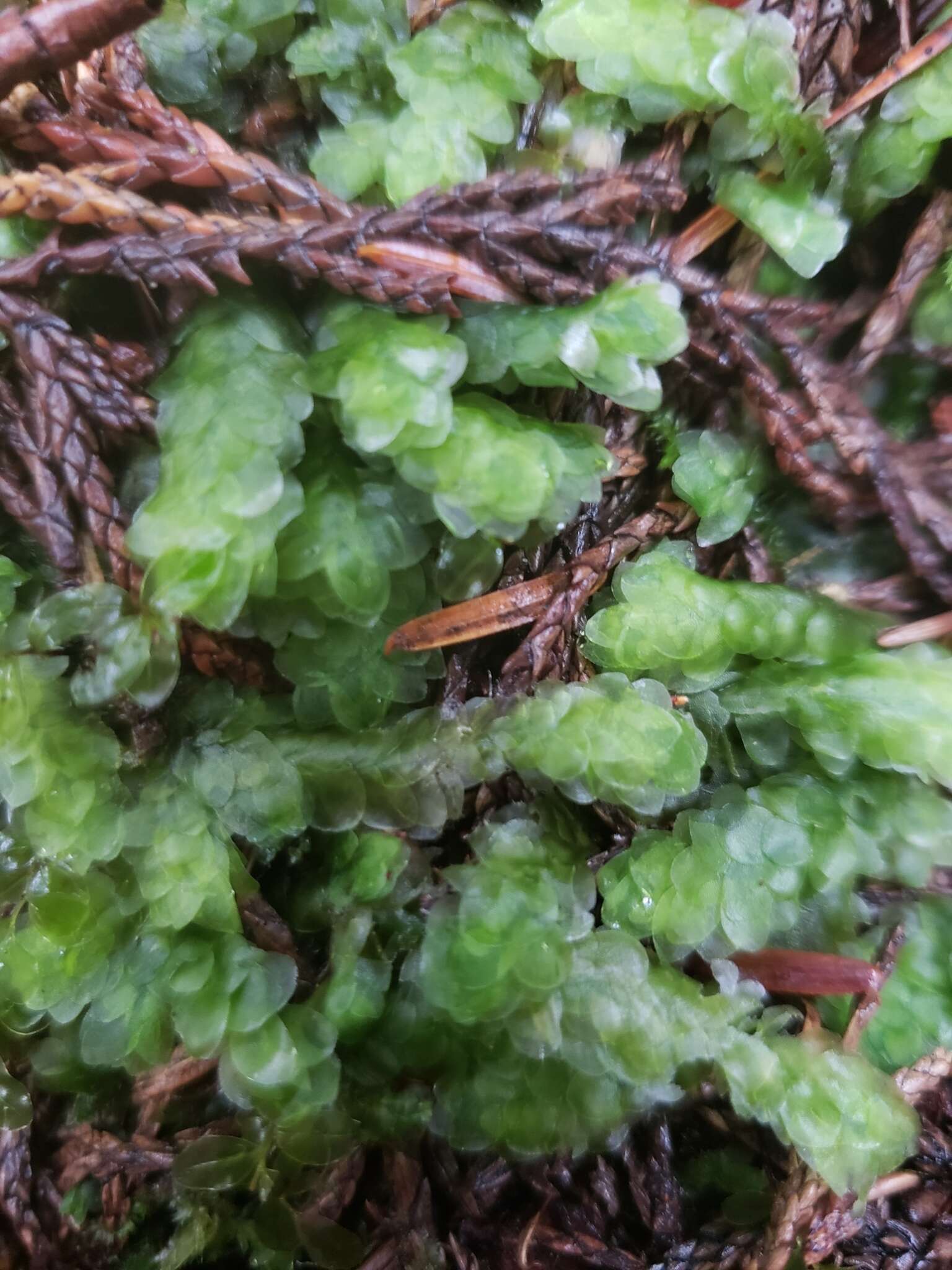 Image of hookeria moss