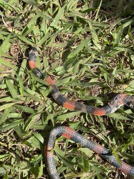 Image of Aesculapian False Coral Snake