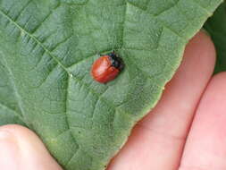 Image of Tortoise beetle