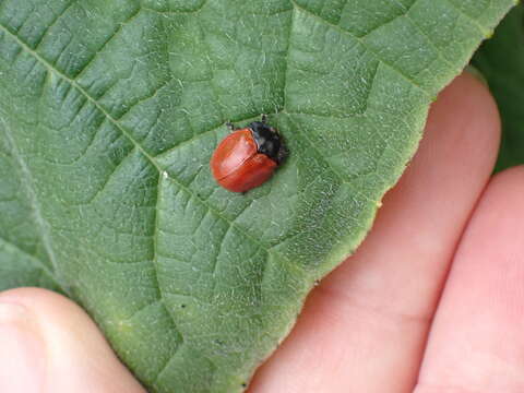 Image of Tortoise beetle