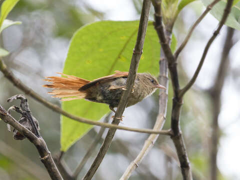 صورة Cranioleuca subcristata (Sclater & PL 1874)