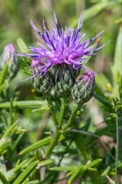 Image of Serratula tinctoria var. seoanei (Willk.) Samp.