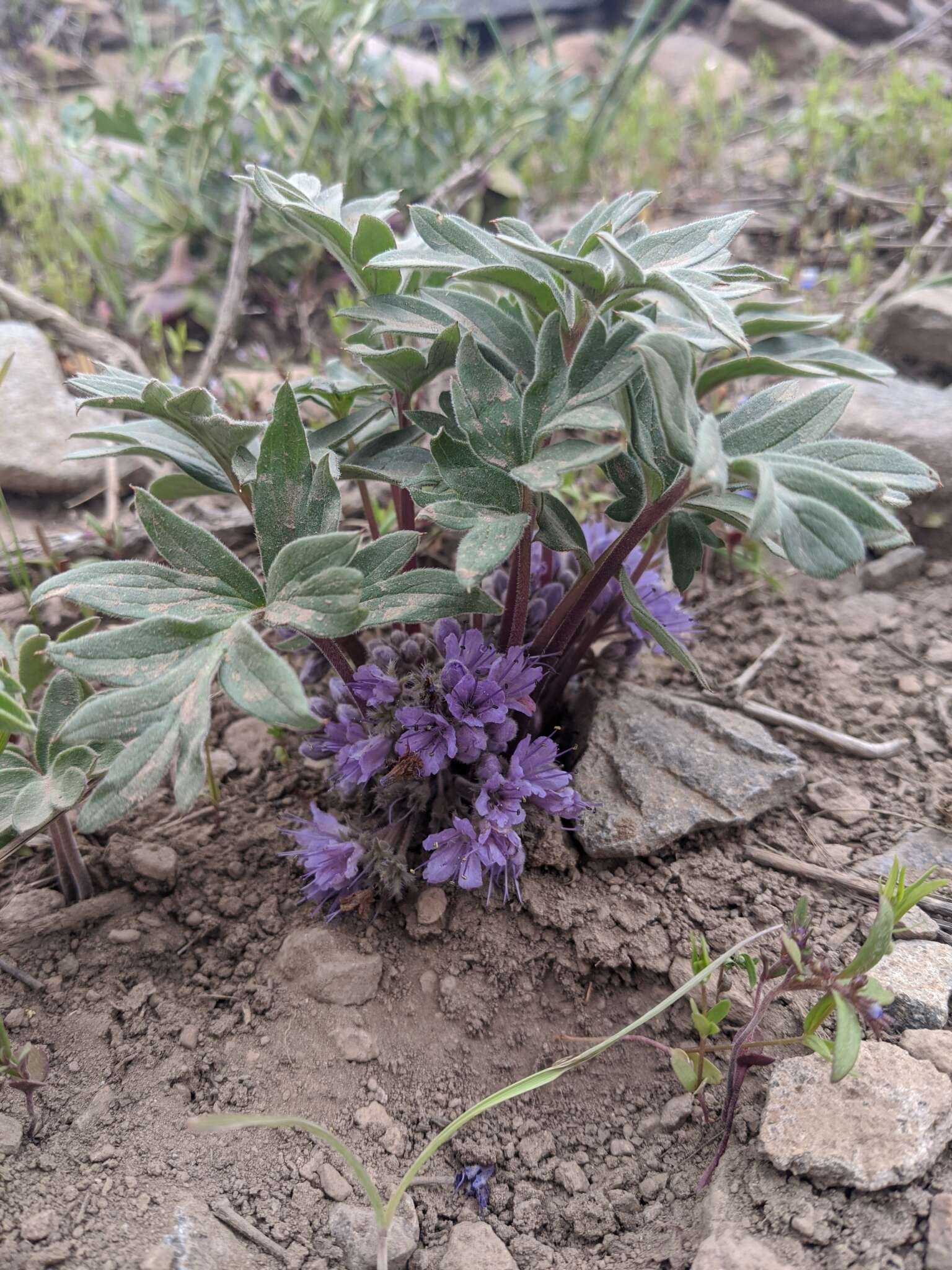 Image of <i>Hydrophyllum alpestre</i>