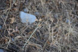 Image of Stenomesson flavum (Ruiz & Pav.) Herb.