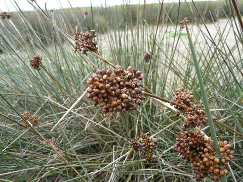 Juncus acutus L. resmi