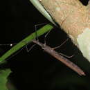 Image of Pseudophasma unicolor (Gray & G. R. 1835)