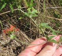 Psoralea rhombifolia Torr. & A. Gray的圖片