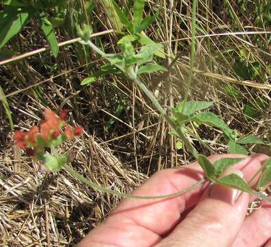 Image of Gulf Indian breadroot