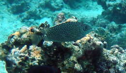 Image of Black spinefoot