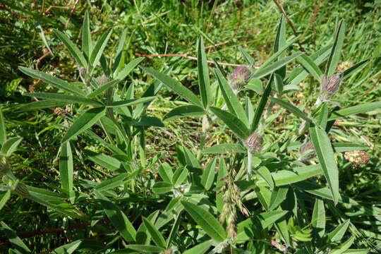 Imagem de Trifolium alpestre L.