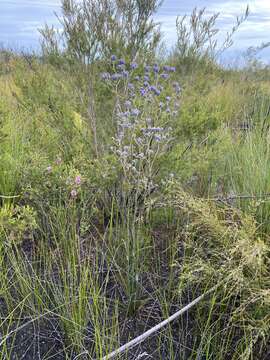 Image of Haemodorum tenuifolium A. Cunn. ex Benth.