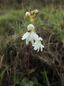 Image of Impatiens clavicornu Turcz.