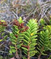 Image of Veronica mooreae (Heads) Garn.-Jones