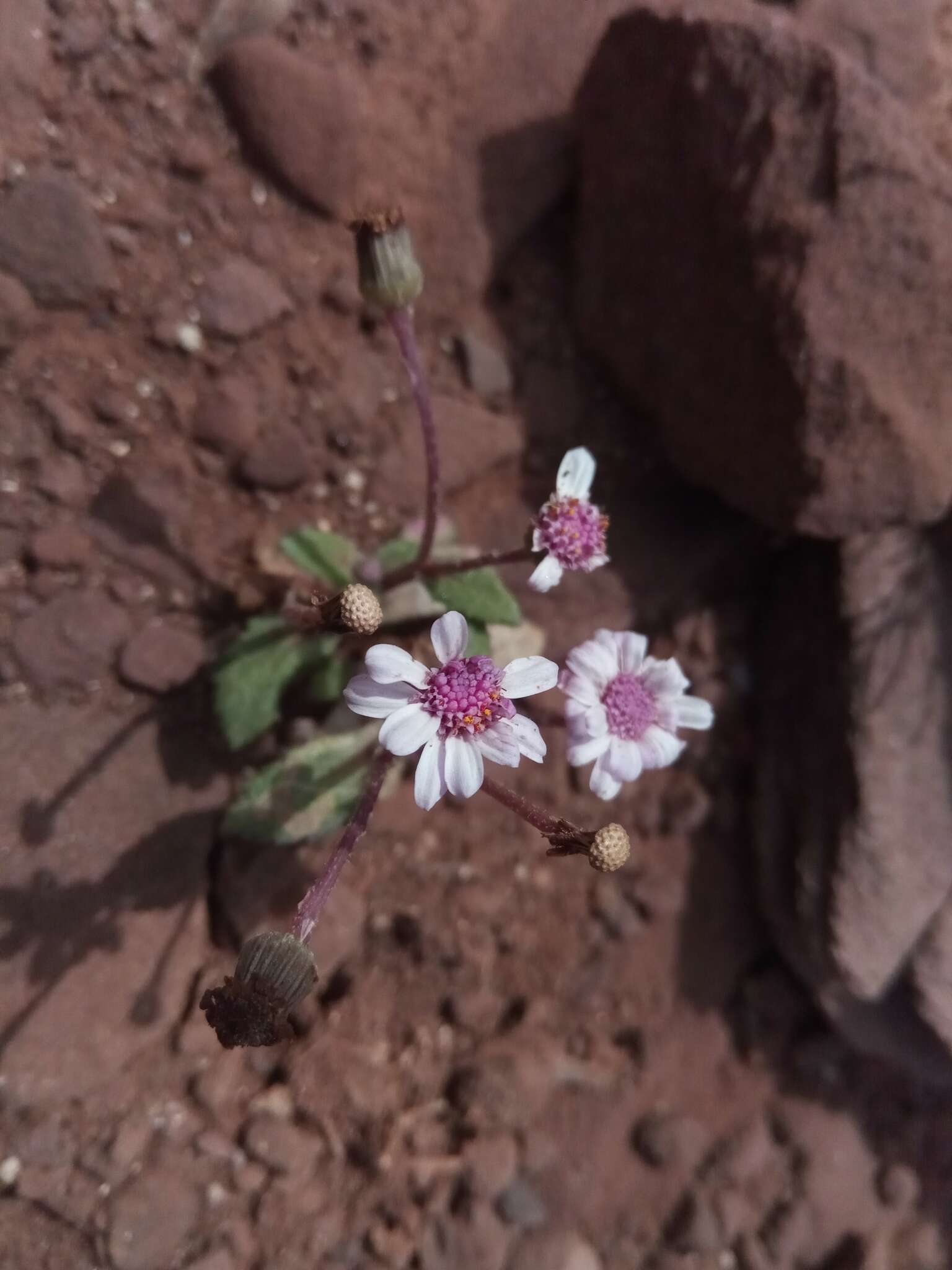 Image of Senecio varicosus L. fil.