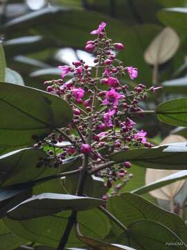 صورة Meriania macrophylla (Benth.) Triana