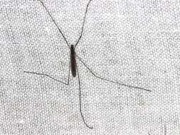 Image of Dicranomyia (Dicranomyia) punctipennis Skuse 1890