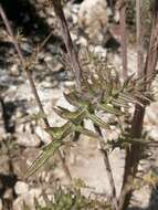 Image of Cirsium pinetorum Greenm.