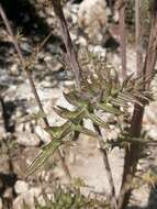 Imagem de Cirsium pinetorum Greenm.