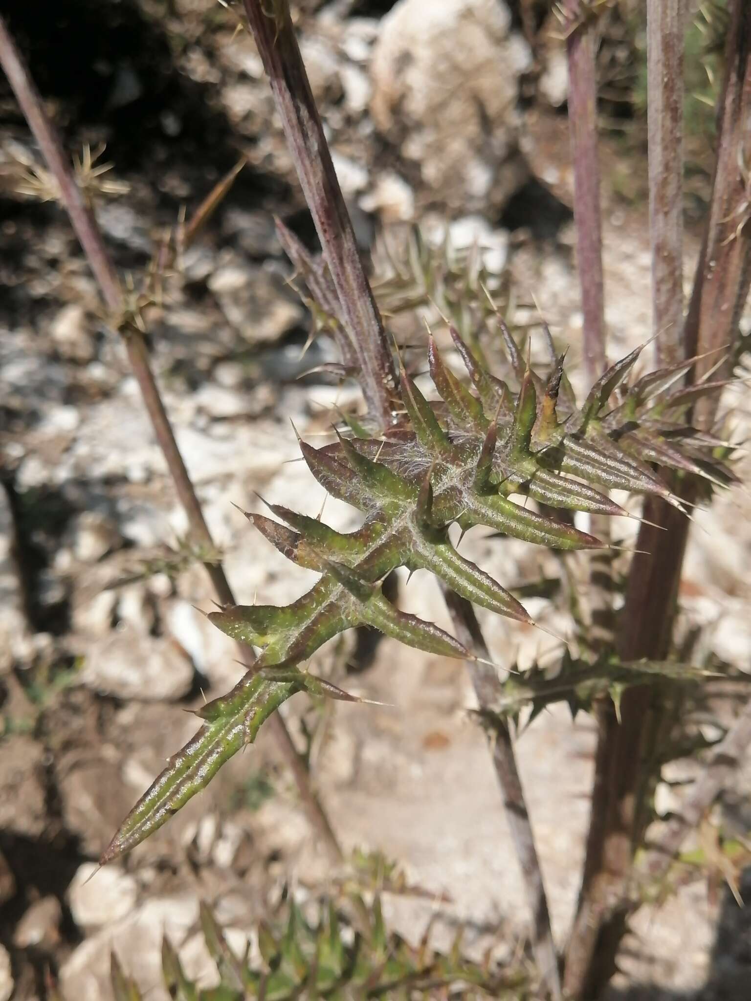 Imagem de Cirsium pinetorum Greenm.