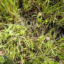 Image of Saline Clover