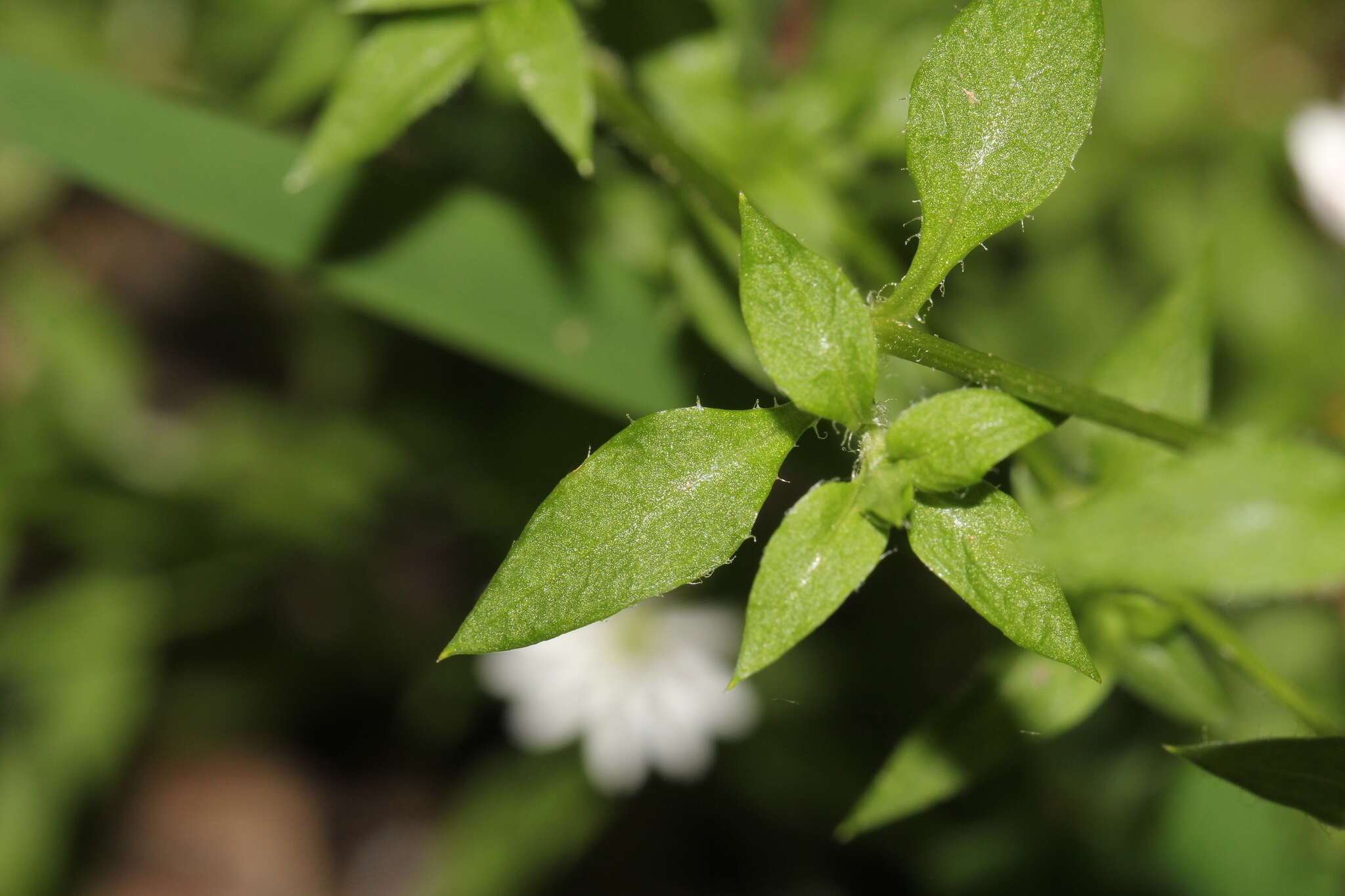 Image of Stellaria flaccida Hook.