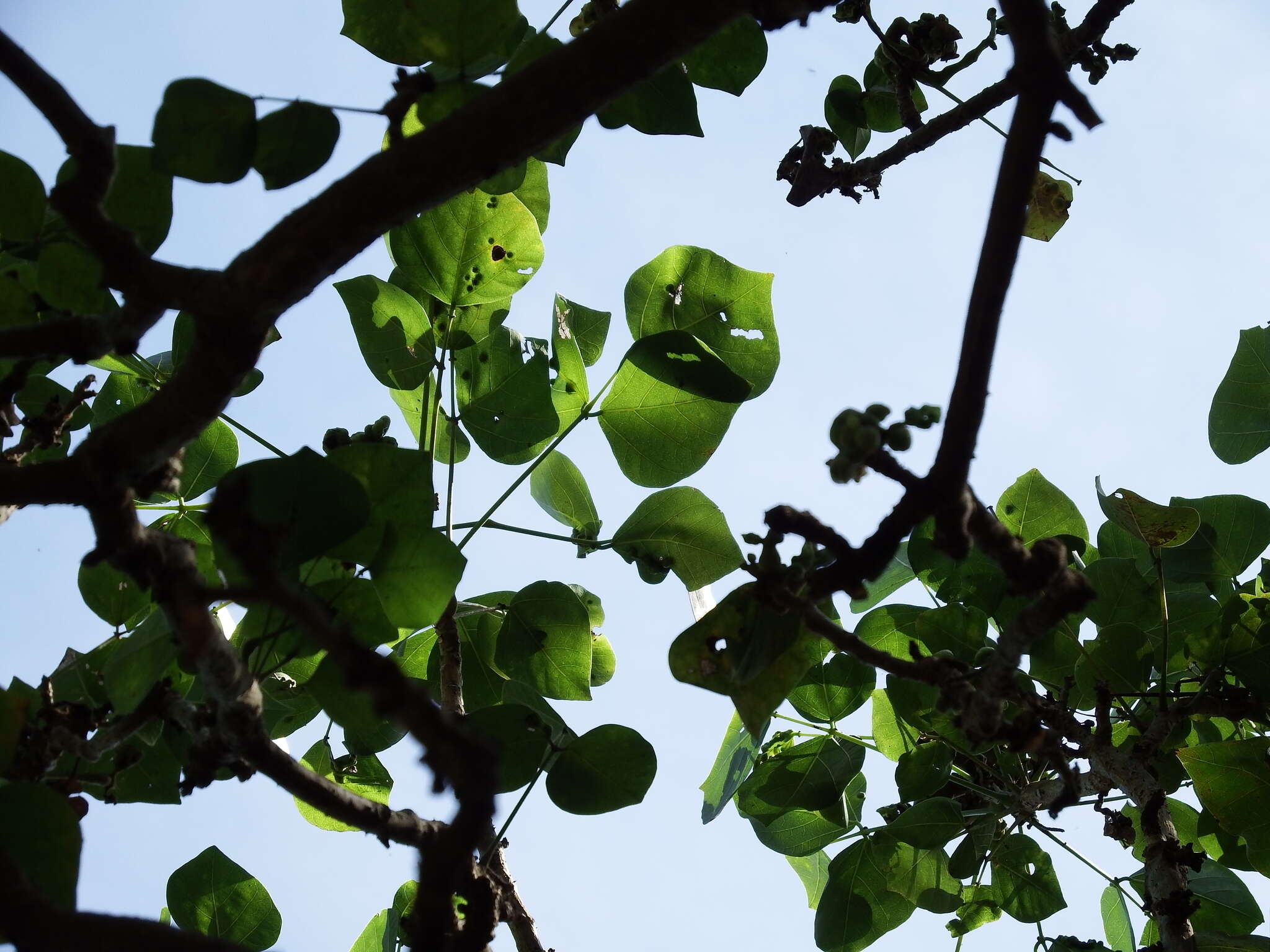 Image of Erythrina variegata L.