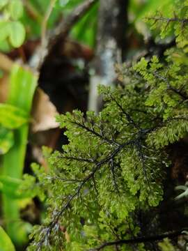 Imagem de Hymenophyllum dentatum Cav.