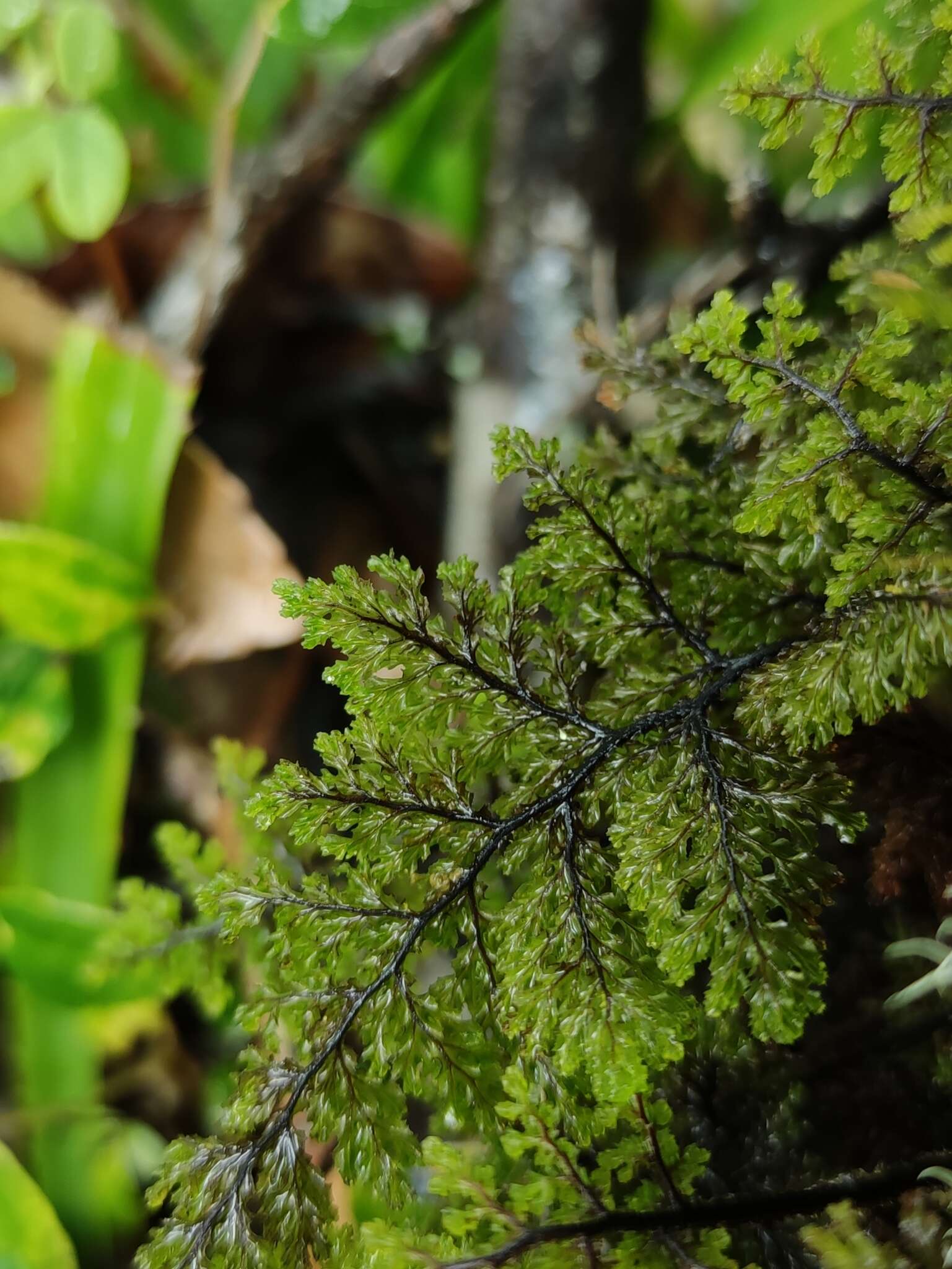 Imagem de Hymenophyllum dentatum Cav.