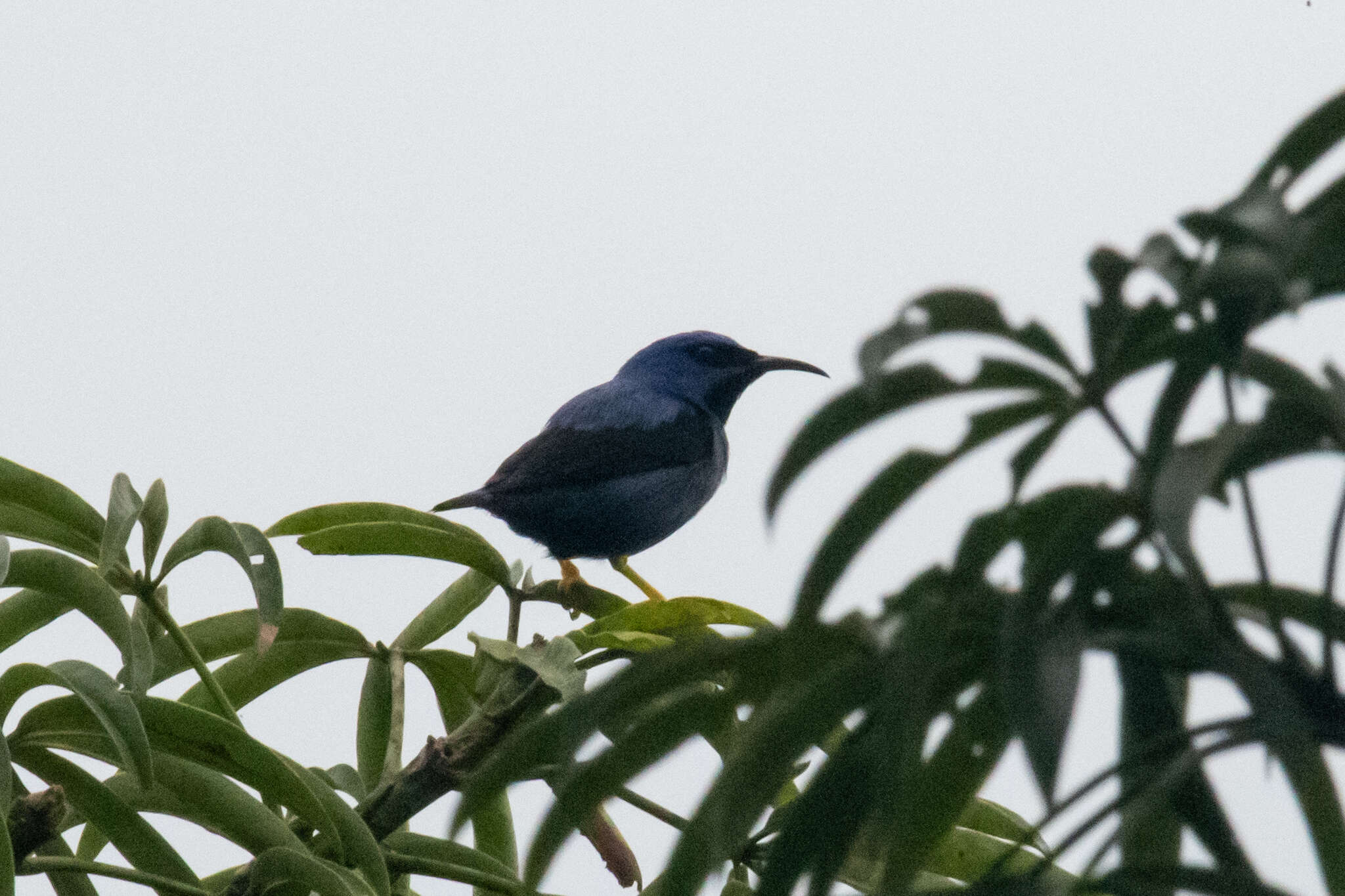 Imagem de Cyanerpes caeruleus (Linnaeus 1758)