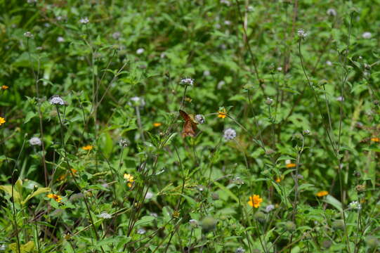 Image of Euptoieta hegesia meridiania Stichel 1938