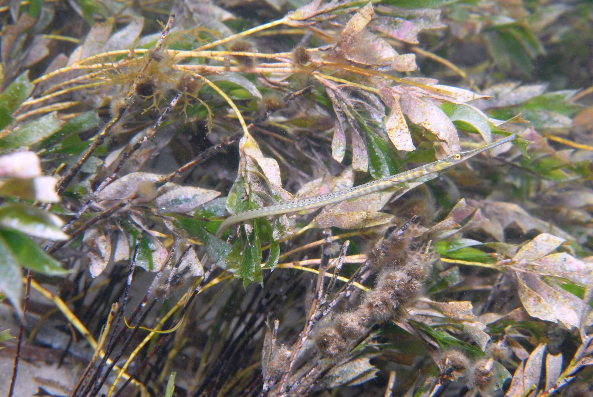 Image of Gulf pipefish