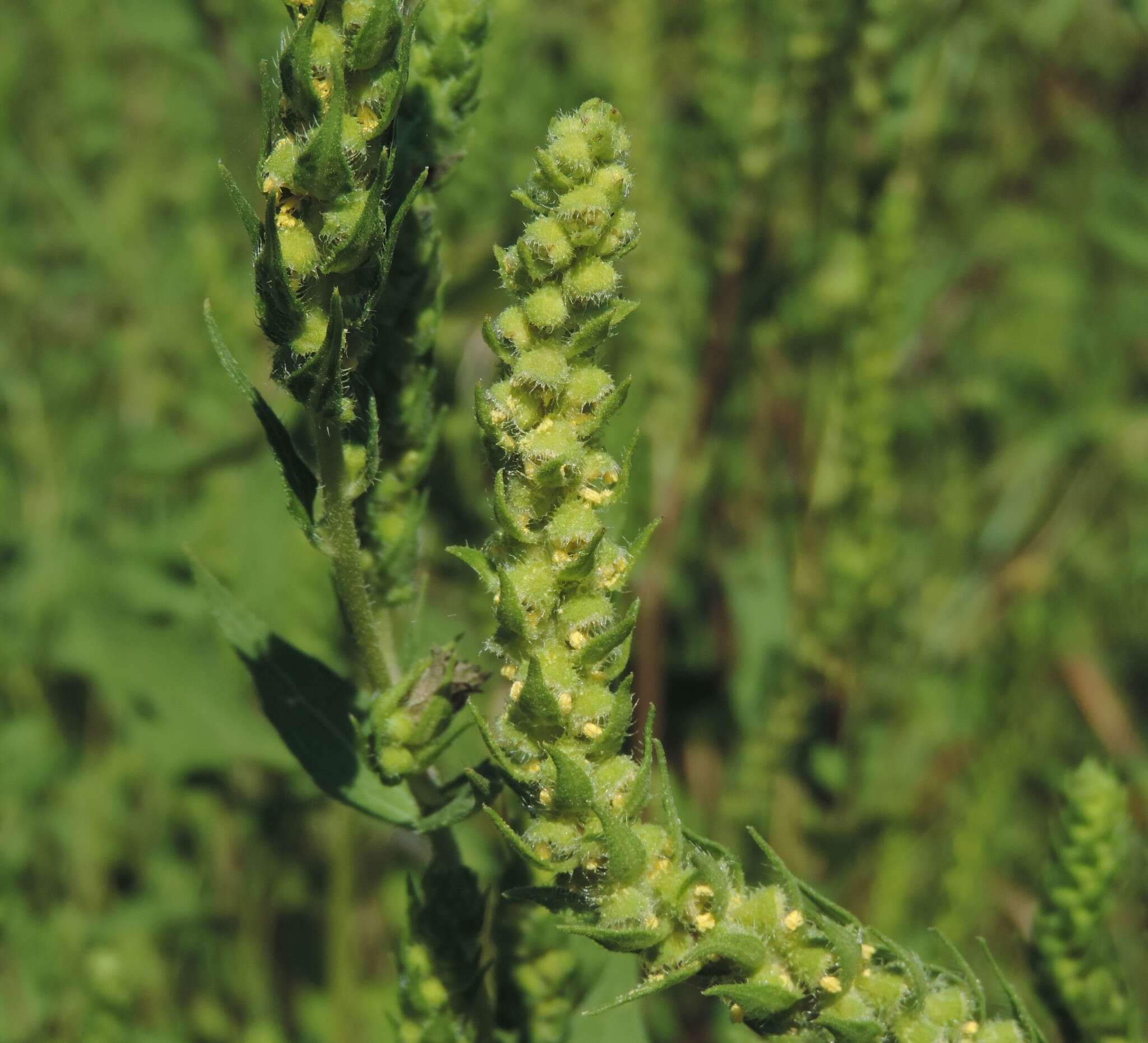 Image of annual marsh elder