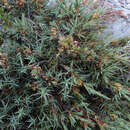 Image of Dracophyllum kirkii Berggr.