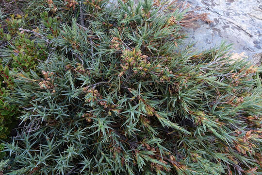 Image of Dracophyllum kirkii Berggr.