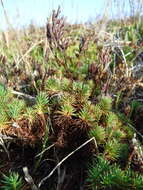 Image of Limonium kraussianum (Buchinger ex Boiss.) Kuntze