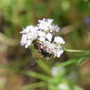 Image of Andrena bisulcata Morawitz 1877