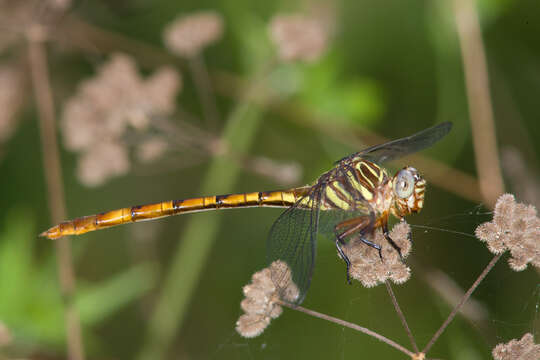 Image of Broad-striped Forceptail