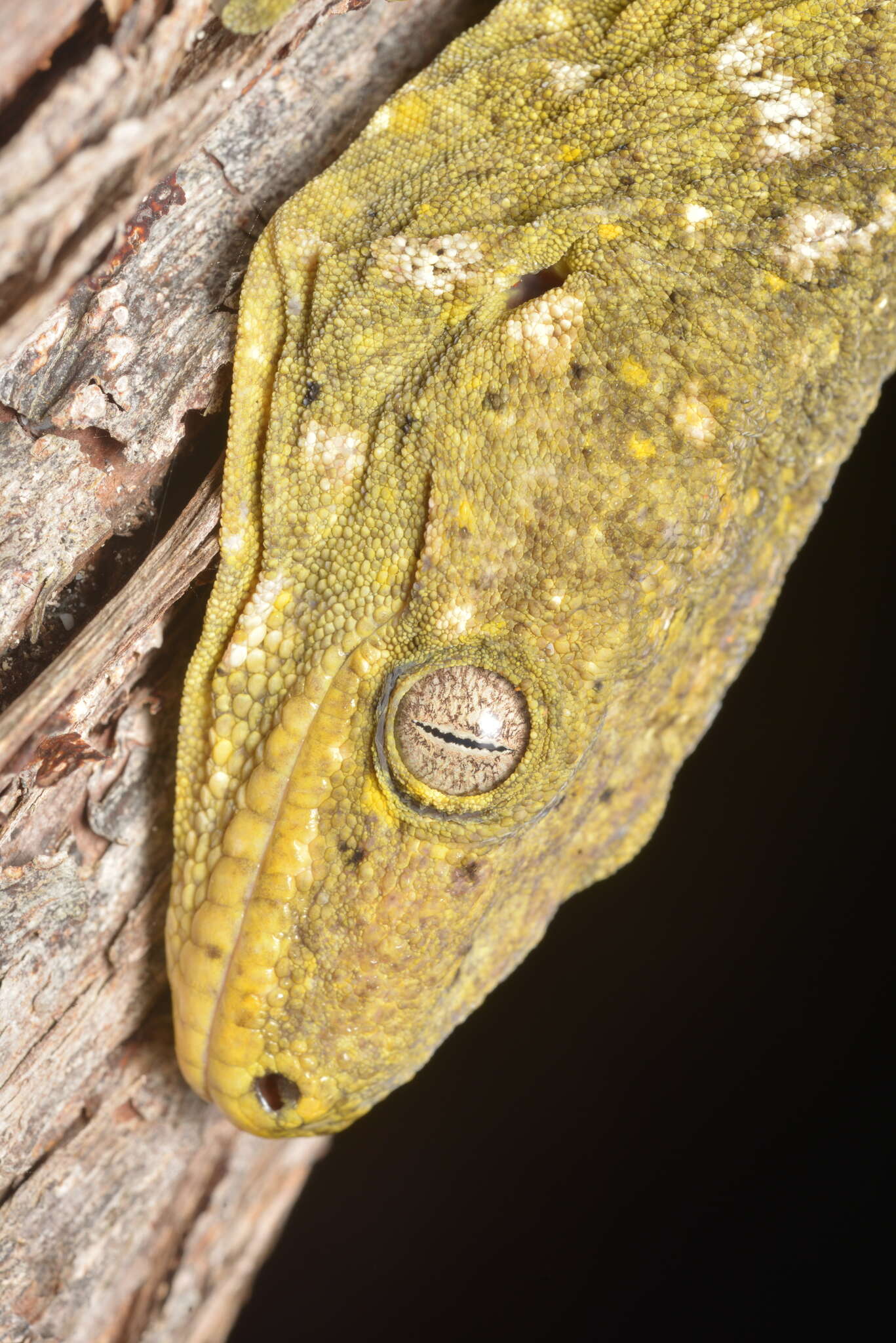 Image of New Caledonia Giant Gecko