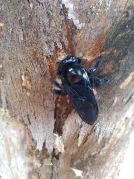 Xylocopa frontalis (Olivier 1789) resmi