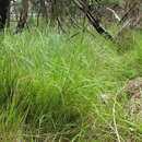 Image of Microlaena stipoides var. stipoides