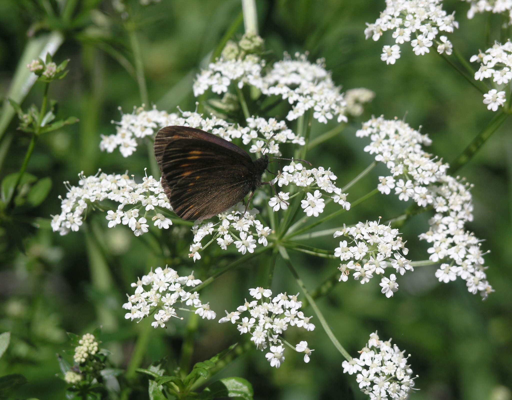 Erebia turanica Erschoff 1876 resmi