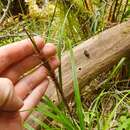 Image of Carex megalepis K. A. Ford