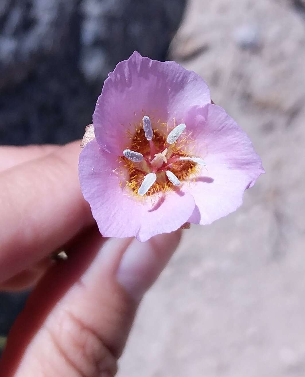 Image of Palmer's mariposa lily