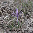 Image of Iris narynensis O. Fedtsch.