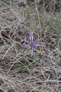 Слика од Iris narynensis O. Fedtsch.