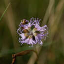 Image of Microbotryum superbum (Liro) Denchev, T. Giraud & M. E. Hood 2009